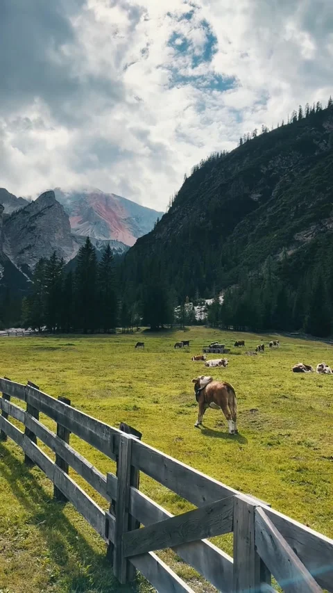 Funny Cow Licking Its Back on Pasture near Pico de Velandro. Stock Footage 330120931