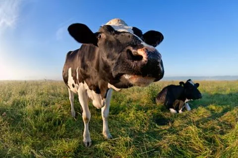 Funny cow muzzle via wide angle Foto stock