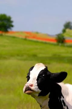 Funny cow Stock Photos