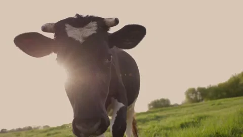 Funny Cow Walks Into Dairy Cow Stock Video Pond5