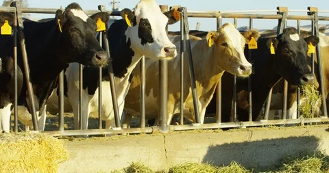 Funny Cows look side to side Stock-Footage 120819060