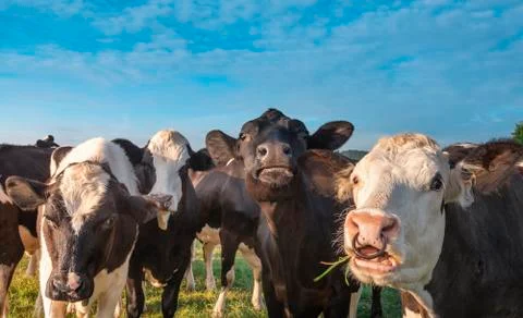 Funny cows looking at the camera on a sunny day Stock Photos