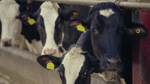 Funny cows with numbers on ears chewing Stock Video Pond5
