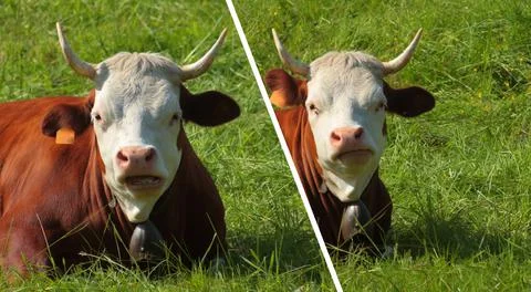 Funny cows watching the camera with an interrogative expression 스톡 사진
