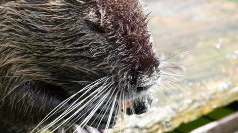 Funny coypu also known as the nutria eating carrot at zoo. Cute Nutri Coypu Stock Footage 159021436