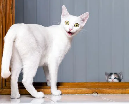 Funny Crazy Cat Stock Photos