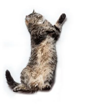 Funny Crazy Cat Stock Photos
