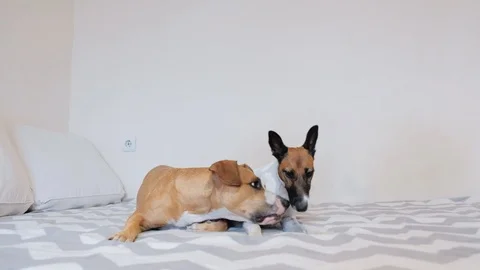 Funny Crazy Dogs on The Couch Video stock 122275132