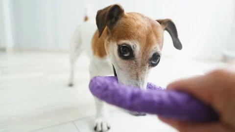 Funny crazy playful dog. Pulling the toy. Video footage Vídeo Stock 92356373