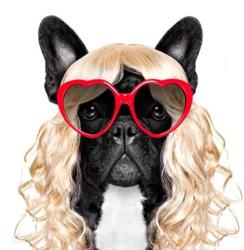 Funny crazy silly carnival dog Stock-Fotos