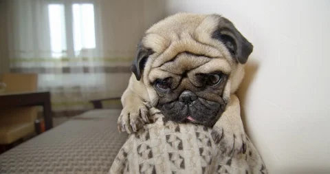 Funny creative pug lying on the top of the sofa in the kitchen. Cute eyes, face. Stock Footage 120369479