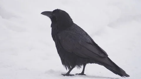 Funny crow walking on field, black bird looking at camera, close up Stock Footage 147384026