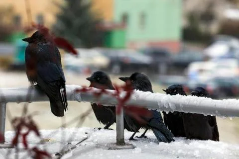 Funny crows Stock Photos