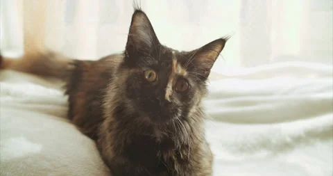 Funny Curious Black-ginger Coon Cat Resting At Home. Maine Shag At Home. Amazing Stock Footage 234506187
