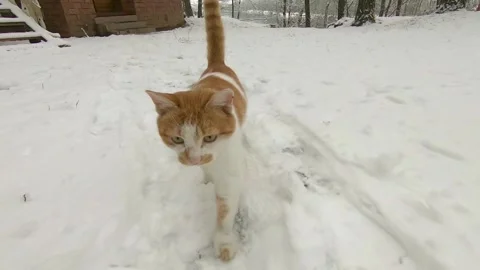 Funny curious cat walks through the snow in winter and shakes off the moisture Stock Footage 138546477