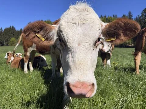 Funny curious cow looking at camera, young animal, cows in a pasture, Bavaria, Stock Photos