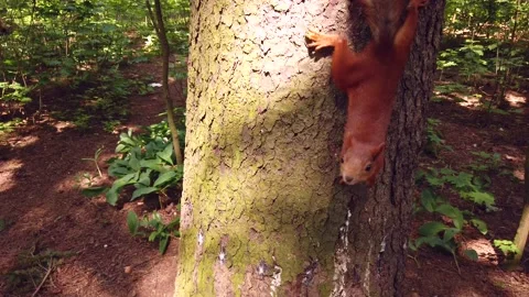 Funny curious red squirrel on a tree Video stock 133103283