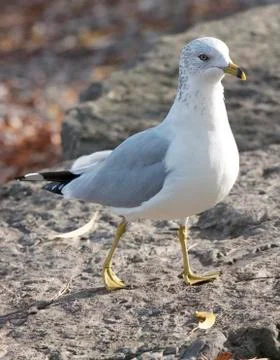 The funny curious ring-billed gull is walking Stock Photos