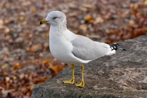 The funny curious ring-billed gull Stock Photos