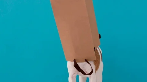 Funny curious small Jack Russell Terrier dog in paper shopping bag Stock Footage 126890304