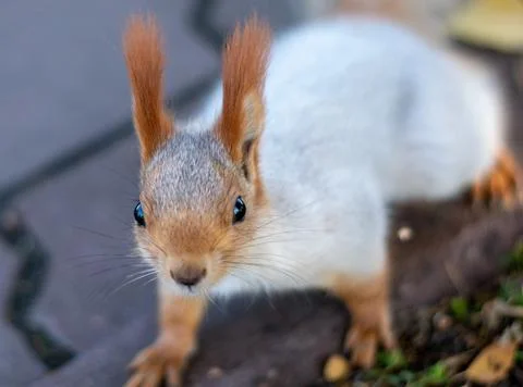 Funny curious squirrel looks into the camera. Close-up Stock Photos