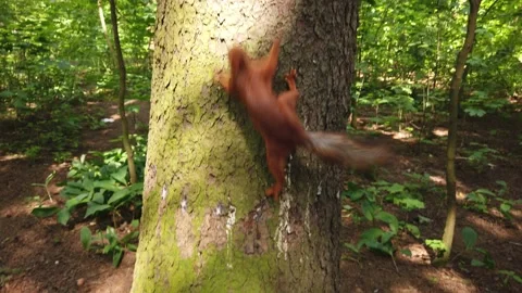 Funny curious squirrel on a tree Video stock 132596243