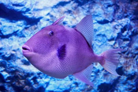 Funny curious triggerfish with big lips swimming underwater Stock Photos