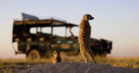Funny cute animals. Close-up portrait of two meerkats standing on their burrow Stock Footage 155425433