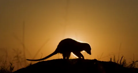 Funny cute animals. Close-up silhouette portrait of a meerkat suricate digging Stock Footage 155326161
