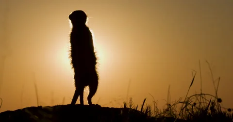 Funny cute animals. Close-up silhouette portrait of a meerkat suricate standing Stock Footage 155328050