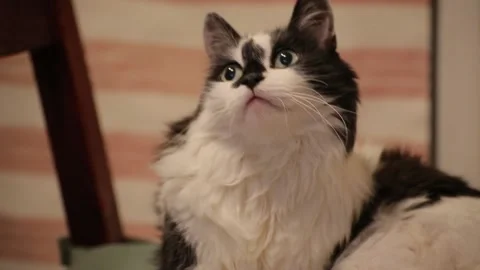 Funny cute black and white cat lays on a chair and looks into the camera. Stock Footage 95450045