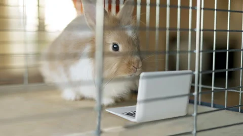 Funny, cute bunny, rabbit using laptop. Watching intersting content on laptop 스톡 동영상 248246389
