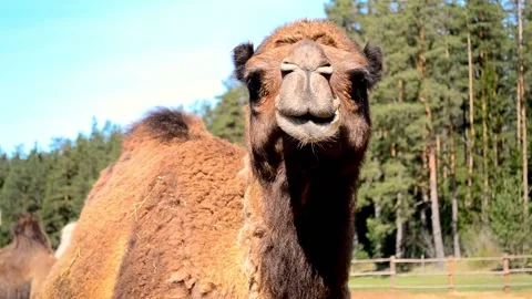 A funny, cute camel turns its head and looks in different directions. Stock Footage 154977341