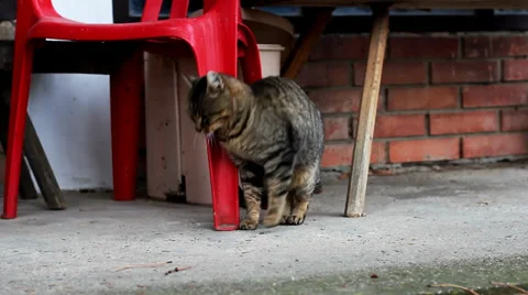 Funny cute cat. Video stock 35698586