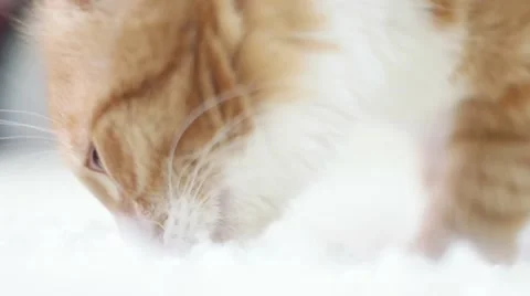 Funny cute cat Stock Footage 59312041