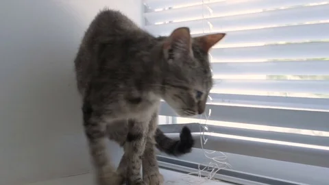 Funny cute cat at home, pet indoor Vidéo 77555997