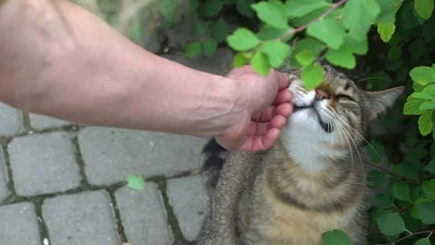 Funny cute cat strokes the hand with a muzzle. Stock Footage 156848257