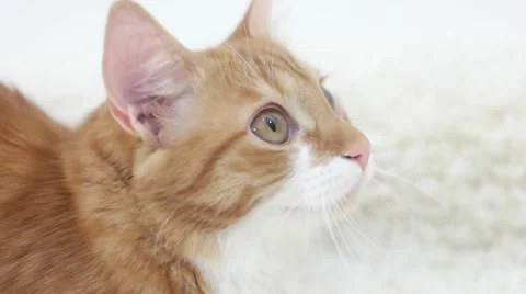 Funny cute cat talking Stock Footage 59312089