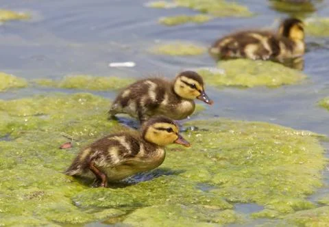 Funny cute chicks of the mallards Stock Photos