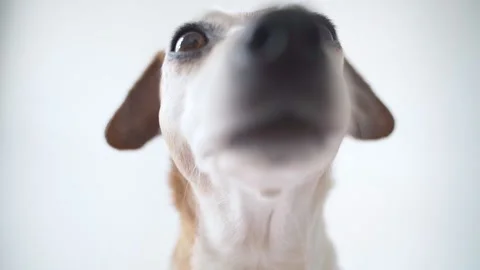 Funny cute close up dog face video 動画素材 148787731