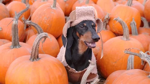Funny cute dachshund dog in a rustic hat and sheepskin coat sitting Stock Footage 120132444