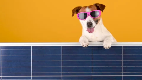 Funny cute dog breed Jack Russell in sunglasses holds a solar panel Stock Footage