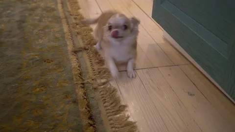 Funny cute dog Stockbeeldmateriaal 100427907