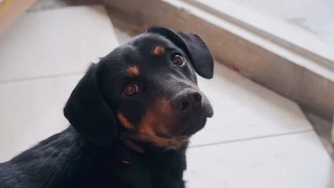 Funny cute dog in front of the camera Stock Footage 104063230