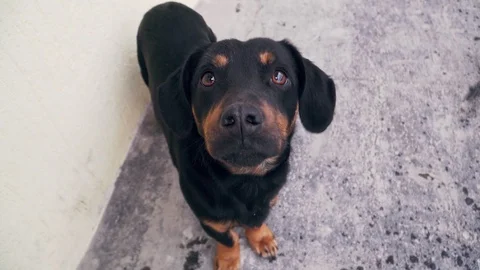 Funny cute dog looking at the camera Stock Footage 104063521