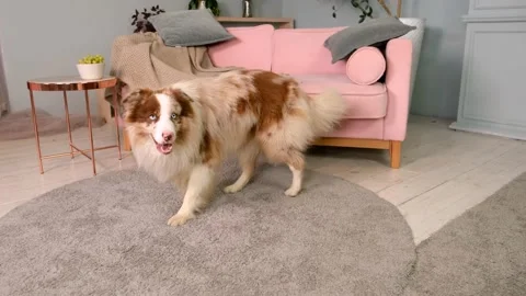Funny cute dog pet doing trick, roll over and circle Video stock 161838128