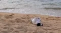 Funny Cute Dog Playing in Sand at the Beach. HD Footage