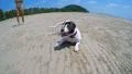 Funny Cute Dog Playing on Sandy Beach. Slow Motion HD Footage