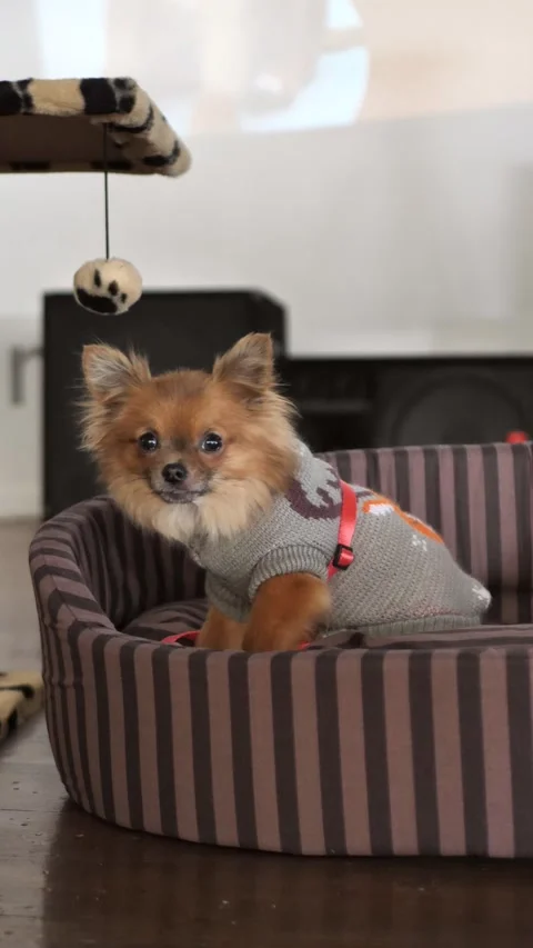 Funny cute dog. small dog looking and waiting for reward. pet care and animal Stock Footage 312100861