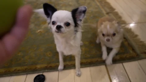 Funny cute dogs Stock Footage 100426937